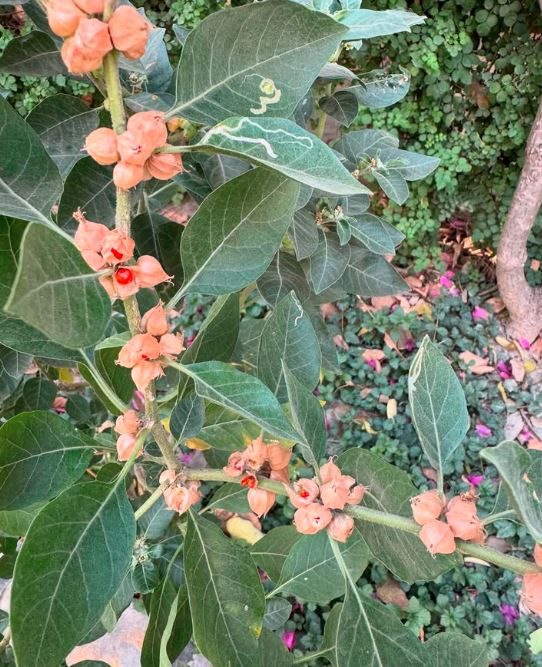 Ashwagandha Plant with dark green leaves and orange-red berries, set against a leafy background. Some fallen pink petals are on the ground.