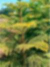 Close-up of a vibrant, green and yellow Araucaria tree in a sunny outdoor setting. Blue sky and blurred trees in the background.
