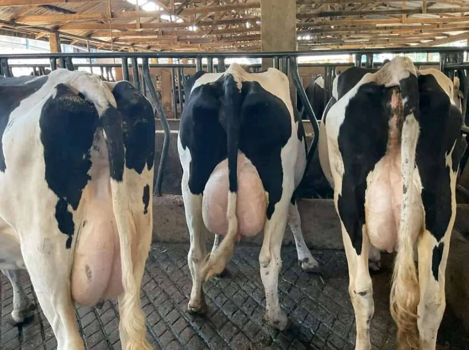 Three black and white Holstein Friesian cows in a barn, viewed from behind. They have large udders and the setting has wooden beams and metal bars.