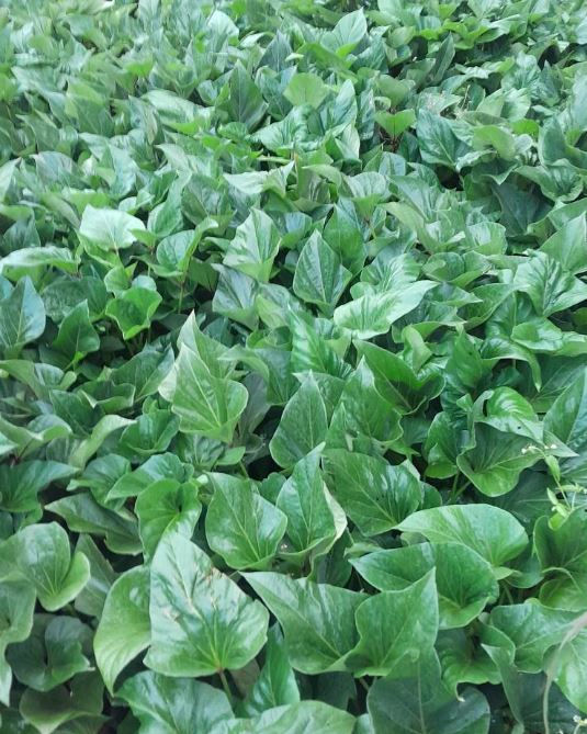 Dense cluster Super K Vines covering the ground. The scene is lush with various shades of green, creating a fresh, natural ambiance.