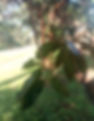 East African greenheart tree