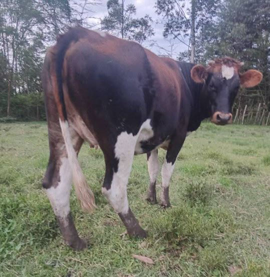 Quality cross Ayrshire 6 months incalf