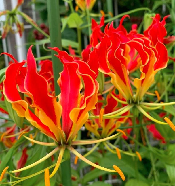 Bright red and yellow Gloriosa lilies with flame-like petals bloom in a lush green garden, exuding a vibrant, lively mood.