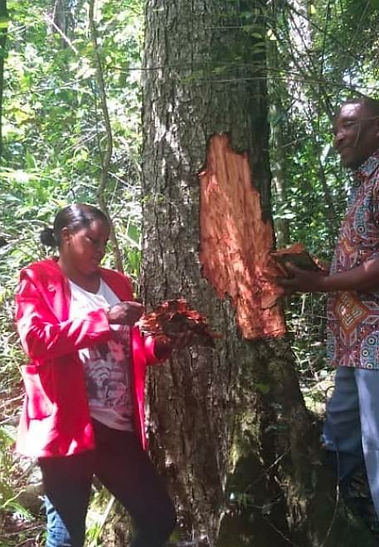 Two people harvest Prunus Africana bark from a tree in a forest. One wears a red jacket, the other a patterned shirt. Bright daylight filters through leaves.