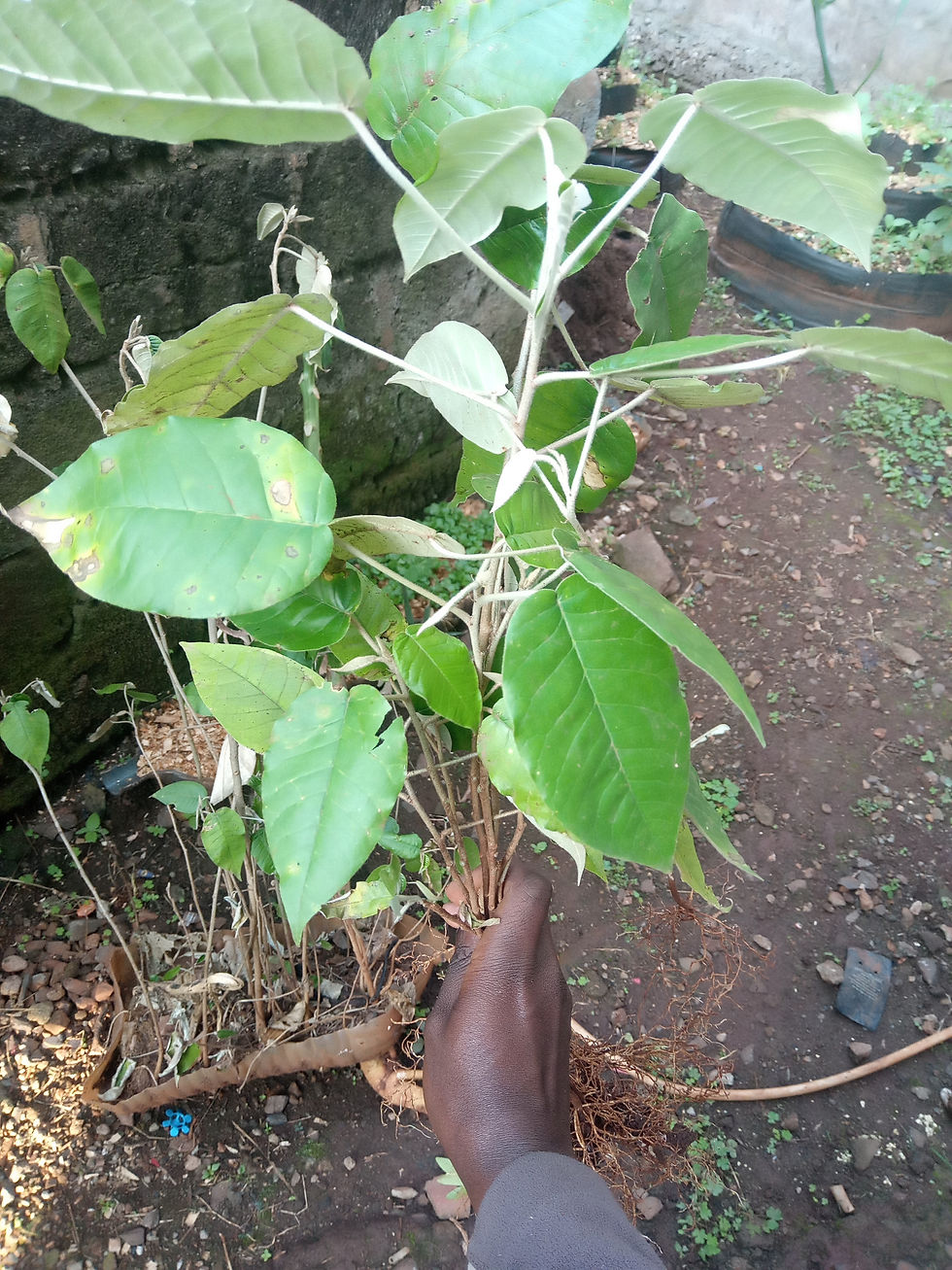 Mukinduri seedlings