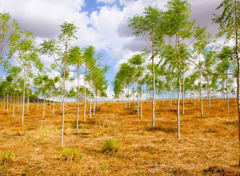 Young Melia Volkensii  trees grow in neat rows on dry, brown soil under a partly cloudy sky. The scene is bright with fresh green leaves. Quiet and serene mood.
