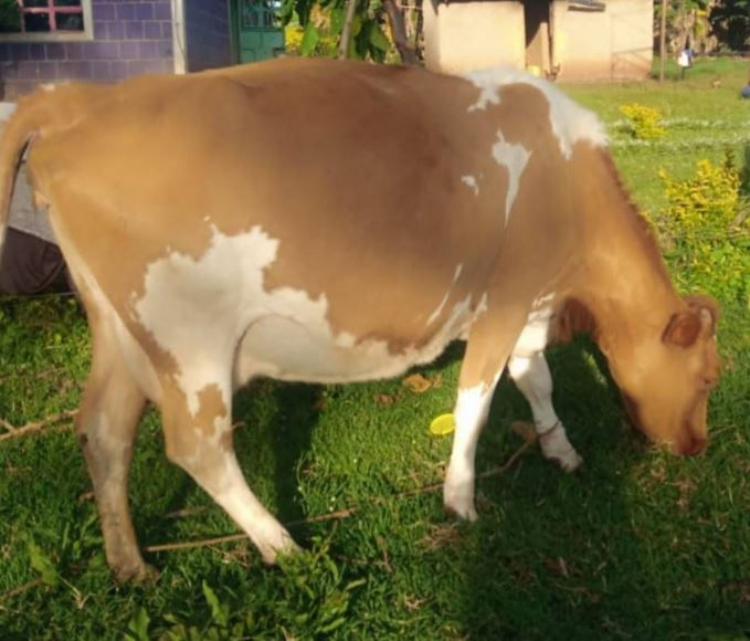 A brown and white Ayrshire cow grazes on green grass in a sunny yard with a blue tiled wall and a house in the background.
