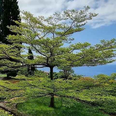 Lush green tree with spreading branches in a vibrant garden, blue sky, and distant ocean view. Peaceful and serene atmosphere.