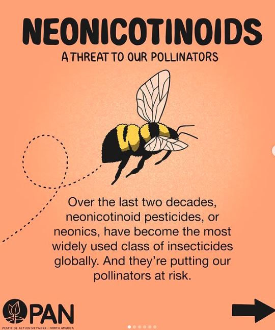 Illustration of a bee on peach background; text warns about neonicotinoid pesticides threatening pollinators. PAN logo bottom left.
