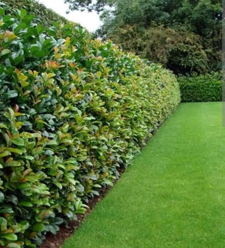 japonica fence