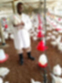 Man in a white coat holds a chicken in a large poultry farm. Red and white feeders are visible, with many chickens on the brown ground.