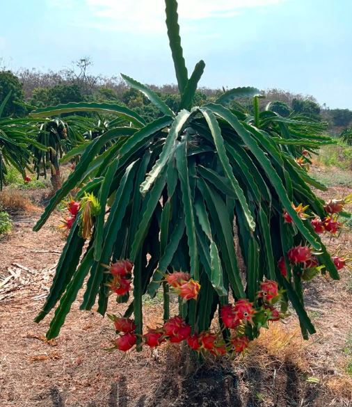 Dragon fruit plant with red fruits and large green leaves in a sunny outdoor field. Background shows similar plants and trees.