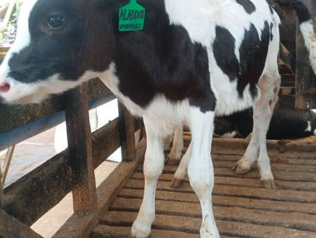 Black and white calf with a green ear tag stands in a wooden pen. Sunlight filters through the slats, creating a calm, rustic scene.