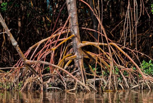 Mangrove roots extend into calm water, surrounded by dense, dark foliage. Brown and orange hues dominate, creating a tranquil, natural scene.