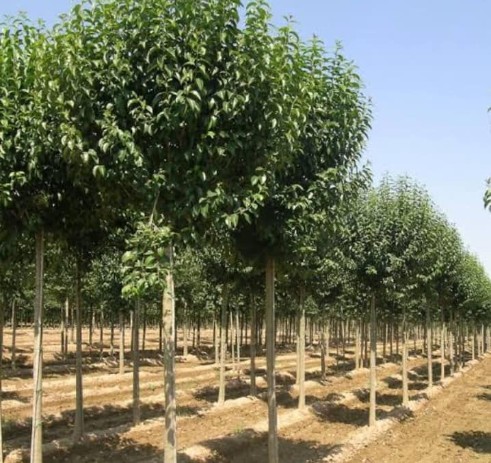 japonica plantation