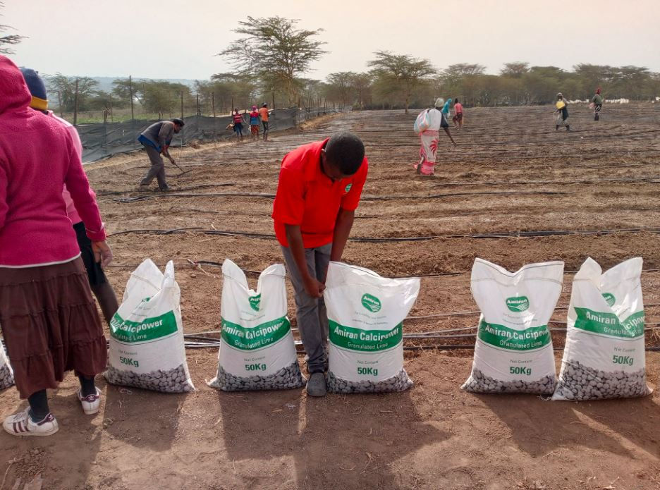 People work in a field with rows of bags labeled "Amiran Calcipower 50kg." One person in red bends over a bag. Trees in background.