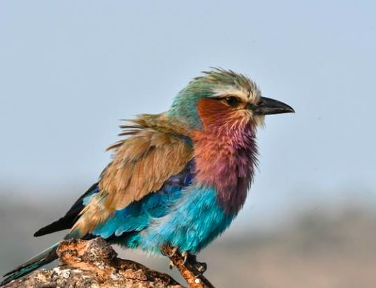 Colorful bird perched on a rock, displaying vibrant blue, pink, and brown feathers. Background is a blurred natural landscape.