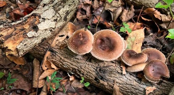 Brown Shiitake mushrooms growing on a fallen log among dry leaves and green plants in a forest setting. Earthy tones create a natural mood.