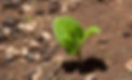 Baobab seedling