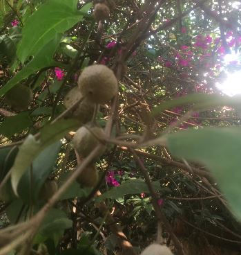 Close-up of brown round fruits hanging from a vine, with green leaves and purple flowers in the background, in soft sunlight.
