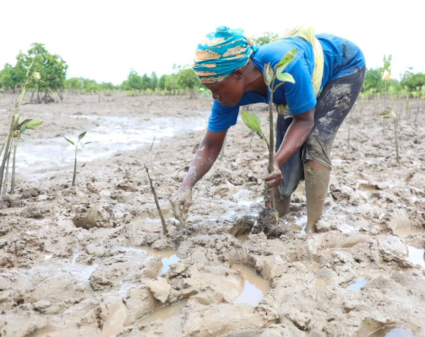 A woman in a blue shirt plants a Mangrove seedling in a muddy field. She wears a colorful headscarf. The background is a lush, green landscape.