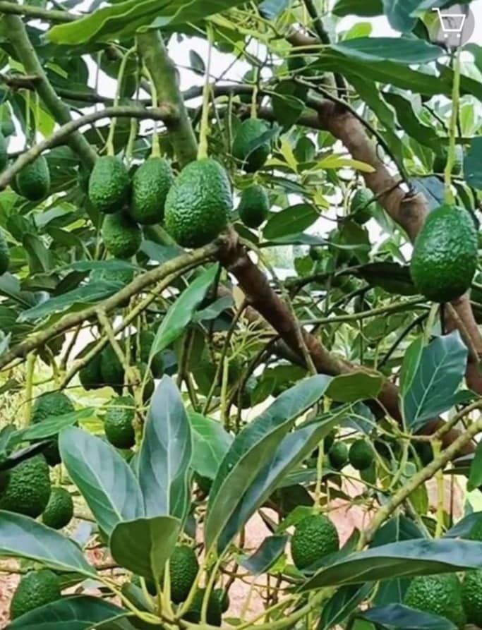 Hass avocado on tree