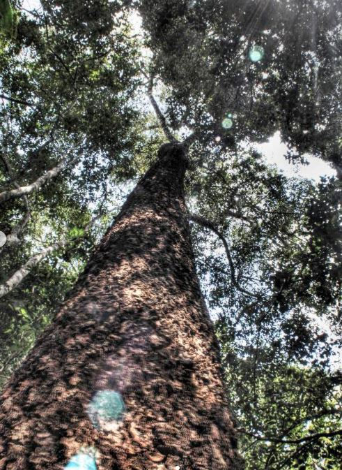 Tall tree viewed from below in a lush forest. Sunlight filters through green leaves, casting dappled shadows on the textured bark. Calm mood.