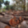Logs scattered in a forest clearing, with Afzelia quanzensis tree trunks cut and stacked in piles. Green foliage and sky in the background, creating a serene mood.