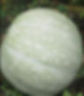 A large, light green pumpkin with white speckles and stripes rests on leafy ground, evoking a natural, tranquil setting.