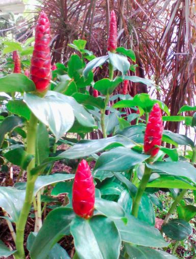 Spiral Ginger Plants for Sale