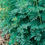 Thumbnail: Garden Rue Herb Seedlings