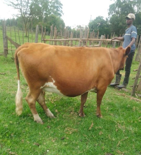 A brown and white Quality Ayrshire 7 months incalf stands on green grass. A person in a cap and boots is near a wooden fence in the background, outdoors on a farm.