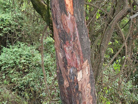 prunus africana bark 