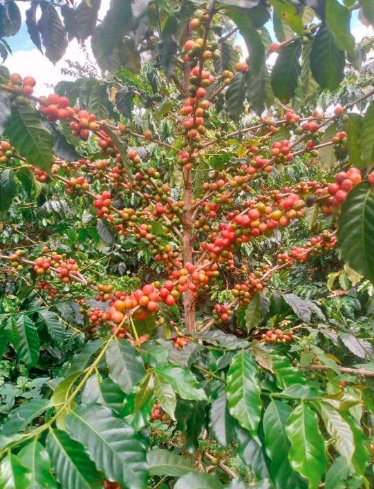 Coffee plant with clusters of ripe red and unripe green cherries, set against lush green foliage in a plantation setting.