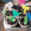Seedlings in pots with colorful labels numbered 1-5, set in a metal tray on a wooden surface. Labels are white, pink, yellow, and blue.