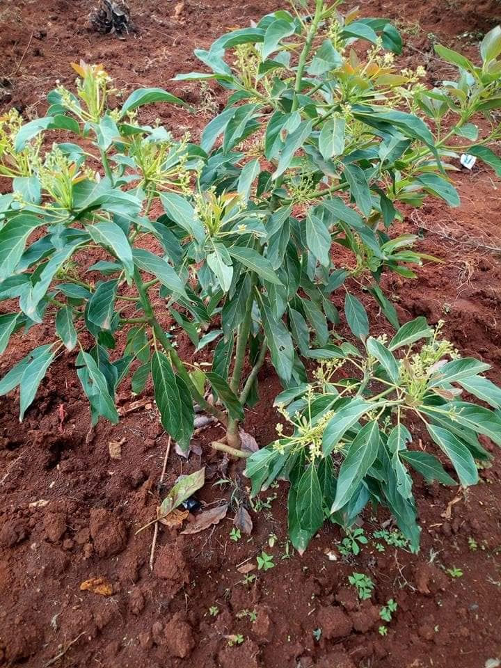 Hass avocado tree seedling
