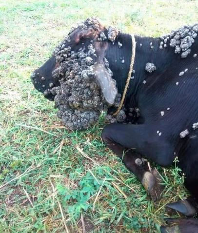 A cow with severe Bovine Papillomatosis (Warts) skin growths rests on grassy ground, wearing a rope collar. The mood appears calm despite the visible condition.