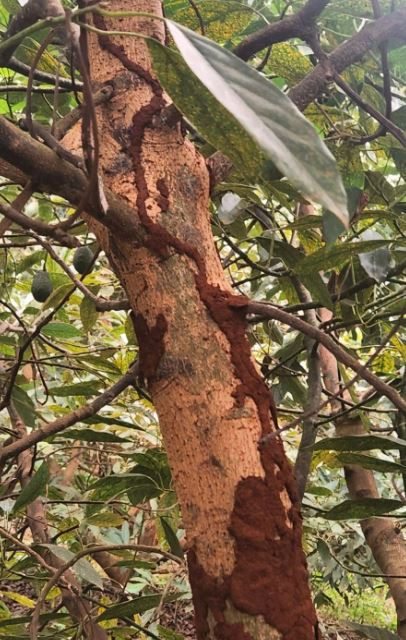 Tree trunk with brown termite trail winding upward, surrounded by green leaves. Background shows a dense forest setting.
