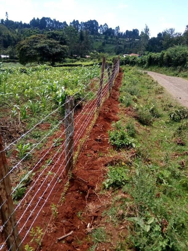 Kei apple fence spacing
