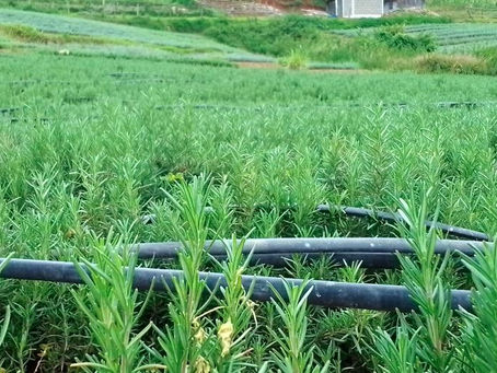 Kenya Fresh Produce Exporter to UK – Avocados, Herbs & Premium Vegetables