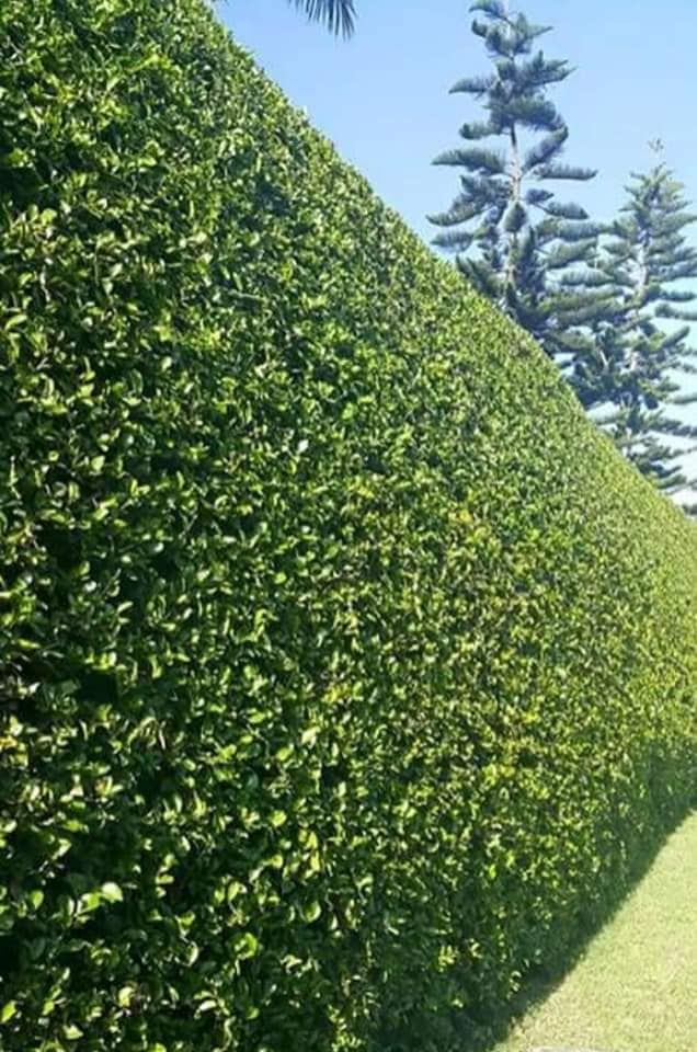 Neat kei apple fence