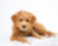 250303-2025-03-03 Maisie-A7400324.jpg