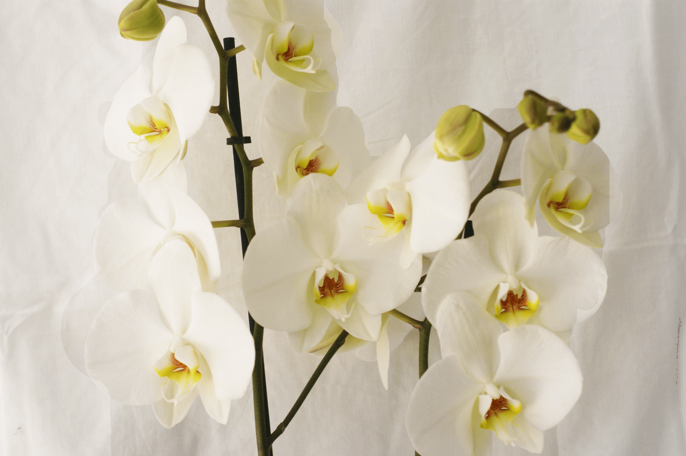 Orquídea Blanca