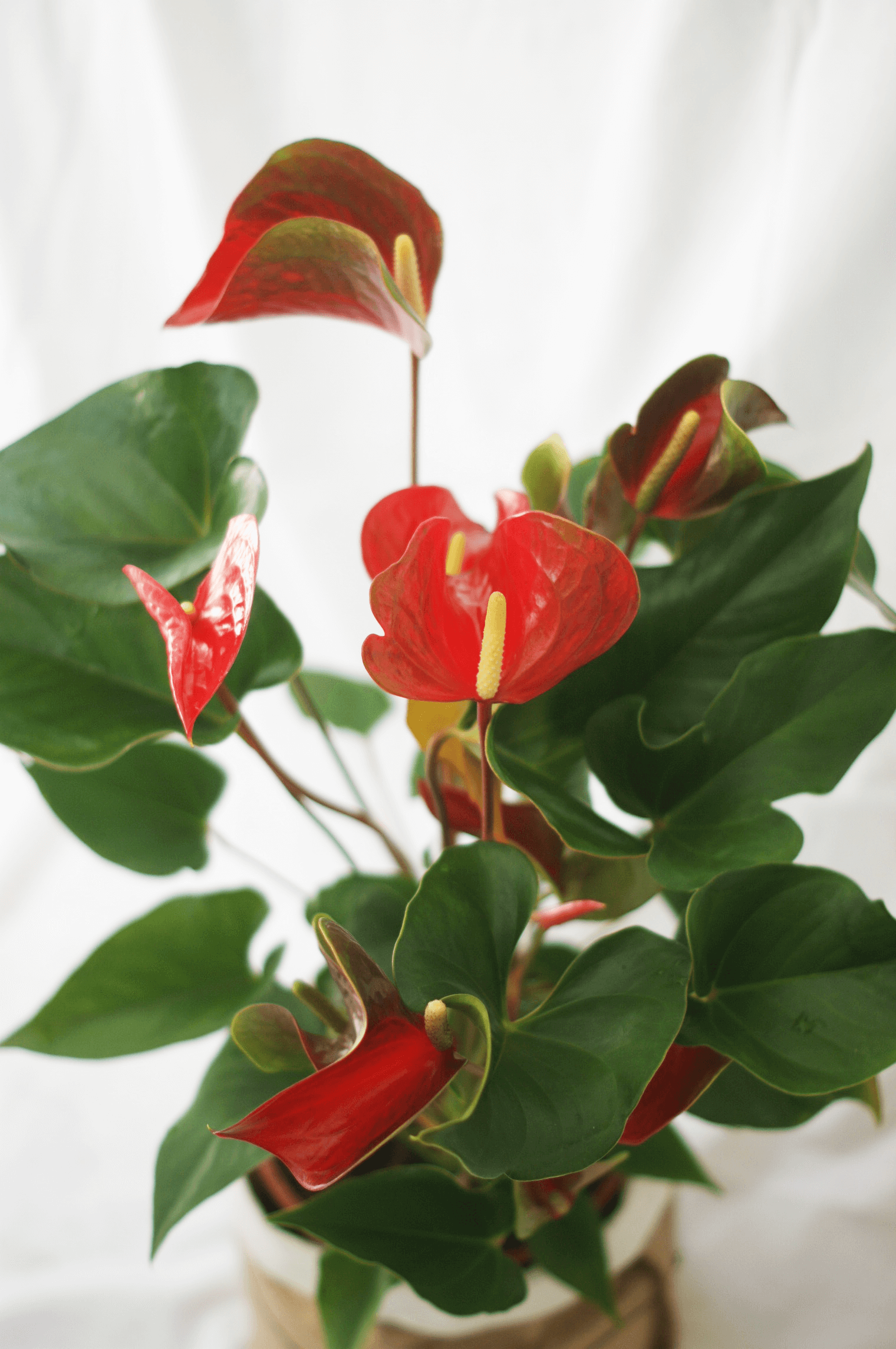 Anthurium