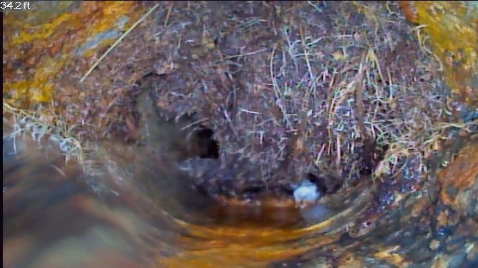 Sewer Line inspections show roots
