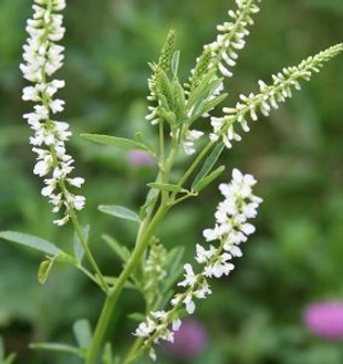 white_blossom_sweet_clover-128-300x300.jpg