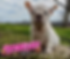 702493901_1297450992590151_4297282698260668513_n.png