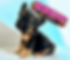 703795199_840313388663157_4932358230642120140_n.png