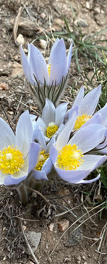 image1 (5).jpeg