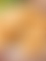 Zdravá jablečná buchta na plech s pudinkem a skořicí